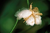 GOSSYPIUM, COTTON