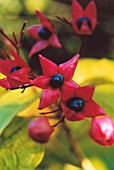 CLERODENDRUM THRICHOTOMUM FARGESII, GLORY TREE