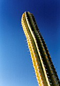 ECHINOPSIS, CACTUS