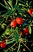 TAXUS X MEDIA, YEW