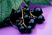 RIBES NIGRUM, CURRANT - BLACKCURRANT