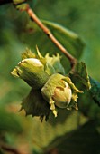 CORYLUS AVELLANA, HAZEL, COB-NUT