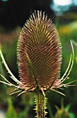 DIPSACUS FULLONUM, TEASEL