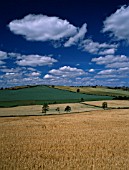 TRITICUM CULTIVAR  WHEAT