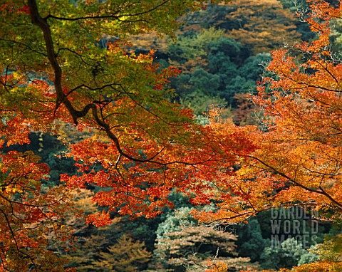 COLOURFUL_ACERS