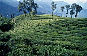 CAMELLIA SINENSIS  TEA PLANT