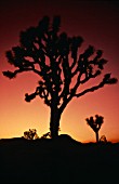 YUCCA BREVIFOLIA  JOSHUA TREE