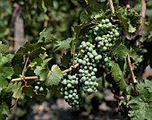 VITIS VINIFERA  GRAPEVINE