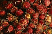 NEPHELIUM LAPPACEUM  RAMBUTAN