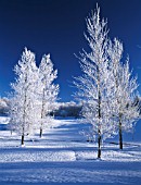 TREES IN WINTER