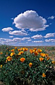 ESCHSCHOLZIA CALIFORNICA POPPY