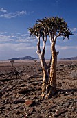 ALOE DICHOTOMA  QUIVER TREE