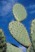 OPUNTIA  PRICKLY PEAR CACTUS