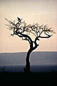 SILHOUETTE OF TREE AND LANDSCAPE