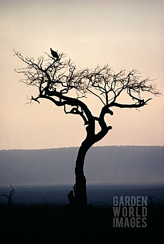 SILHOUETTE_OF_TREE_AND_LANDSCAPE