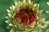 CYNARA SCOLYMUS  GLOBE ARTICHOKE