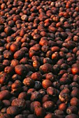 COFFEA ARABICA  COFFEE