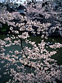 PRUNUS BLOSSOM