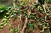 COFFEA ARABICA  COFFEE