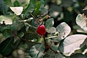 ANACARDIUM OCCIDENTALE  CASHEW NUT