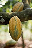 THEOBROMA CACAO