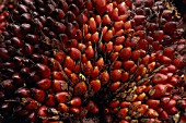 ELAEIS GUINEENSIS  OIL PALM