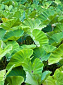 XANTHOSOMA SAGITTIFOLIUM, ARROWLEAF ELEPHANTS EAR