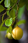 MYRISTICA FRAGRANS