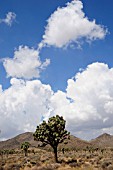 YUCCA BREVIFOLIA, JOSHUA TREE