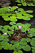 NYMPHAEA, WATER LILY