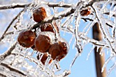 MALUS DOMESTICA, APPLES ENCASED IN ICE