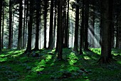 SUN RAYS THROUGH CONIFER TREES