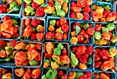 CAPSICUM ANNUUM, CHILLIES IN CARTONS