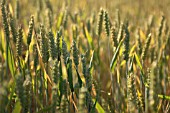 TRITICUM CULTIVAR, WHEAT