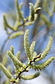 SALIX CULTIVAR, WILLOW CATKINS