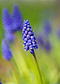 MUSCARI ARMENIACUM, GRAPE HYACINTH