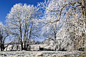 FROST COVERED TREES