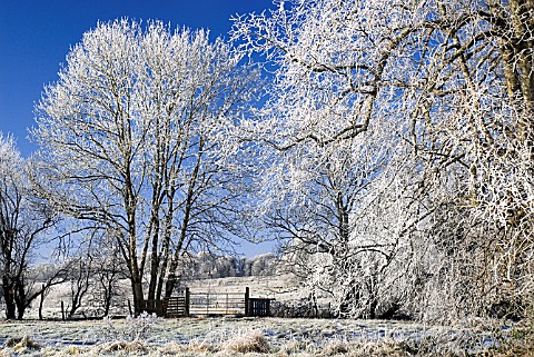 FROST_COVERED_TREES