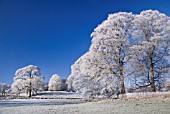 FROST COVERED TREES