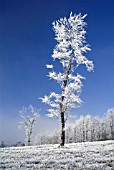 FROST COVERED TREES