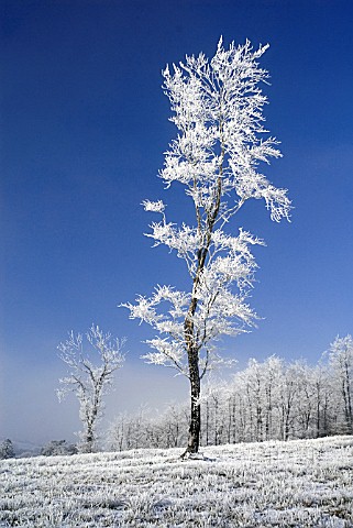 FROST_COVERED_TREES