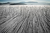 PHRAGMITES AUSTRALIS ON FROZEN LAKE