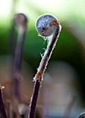 OSMUNDA REGALIS, FERN