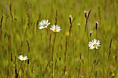 LEUCANTHEMUM VULGARE, OX-EYE DAISY