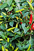 CAPSICUM ANNUUM, CHILLIES