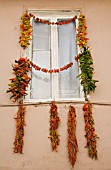 CAPSICUM ANNUUM, DRIED CHILLIES ON WINDOW