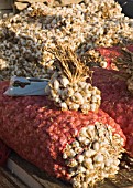 ALLIUM SATIVUM, GARLIC IN BUNDLES