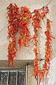 CAPSICUM ANNUUM, DRIED CHILLIES