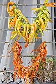 CAPSICUM ANNUUM, DRIED CHILLIES