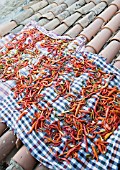 CAPSICUM ANNUUM, DRIED CHILLIES ON ROOFTOP